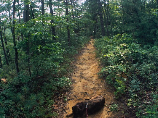 Lush forest after wet spring and early summer